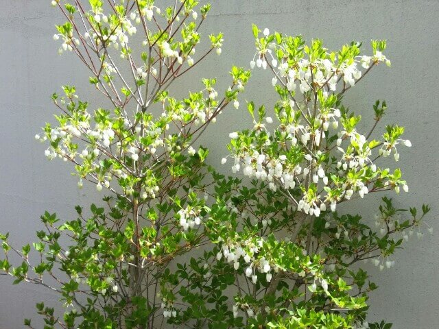 スズランみたい 白い花が可愛い ドウダンツツジ の春夏秋冬 庭の低木